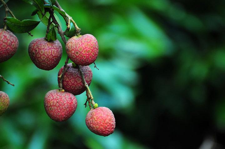 航空托運荔枝(圖1)